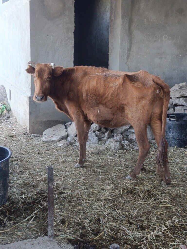 BOGAZ  SYGYR - Мары - img 2