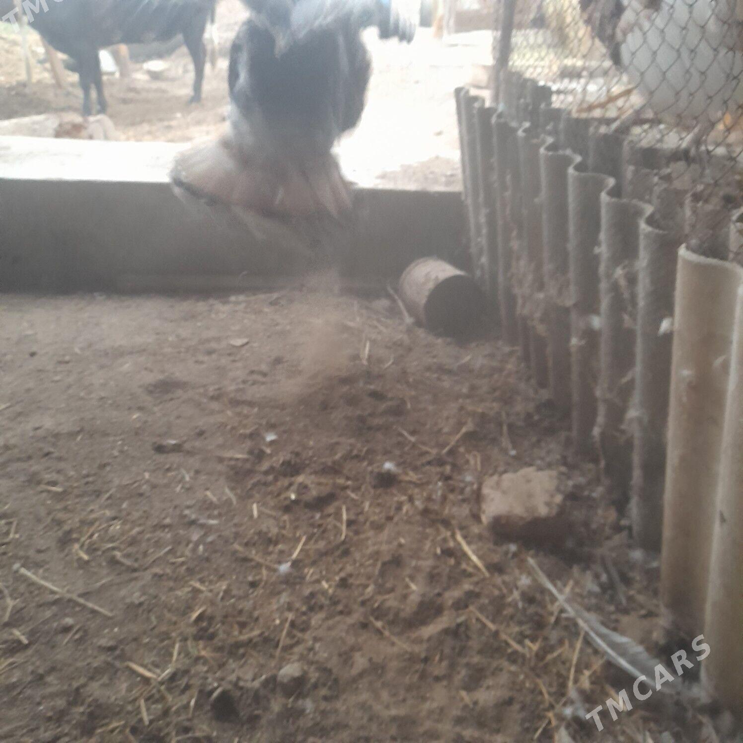 induk - Чарджоу - img 2