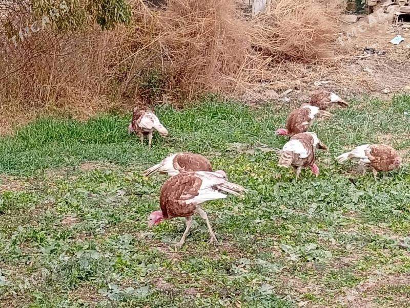 induk - Фарап - img 4