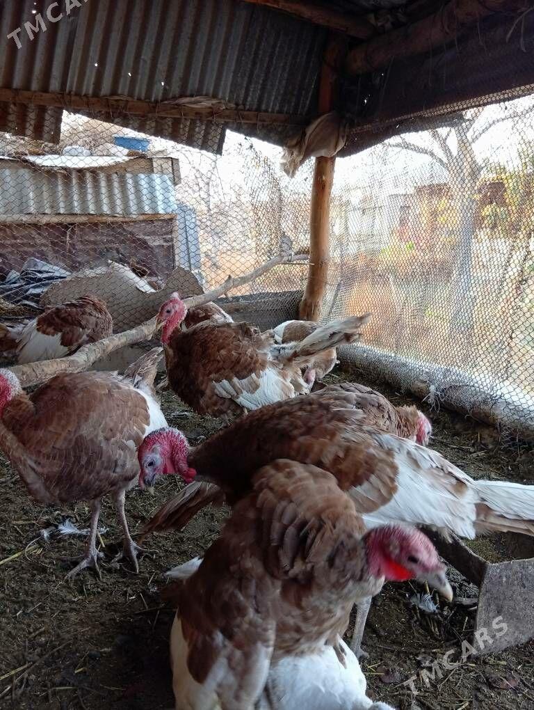 induk - Фарап - img 3