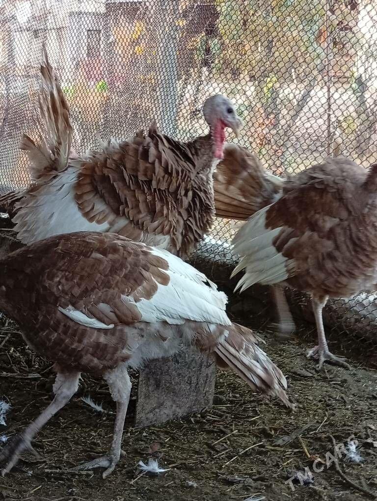 induk - Фарап - img 2