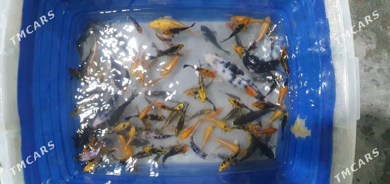 karpy koi - Daşoguz - img 2