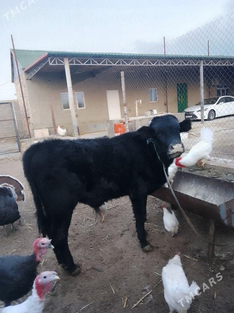 okuzçe - Берекет - img 5