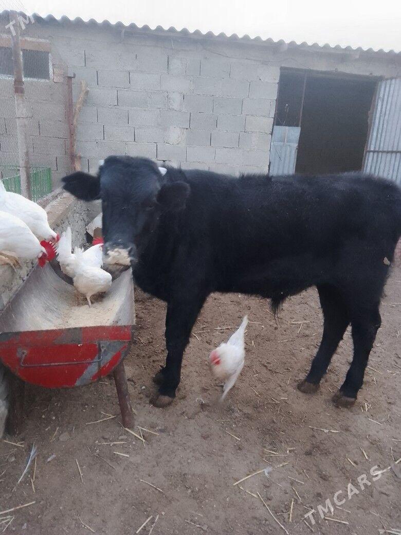 okuzçe - Берекет - img 4