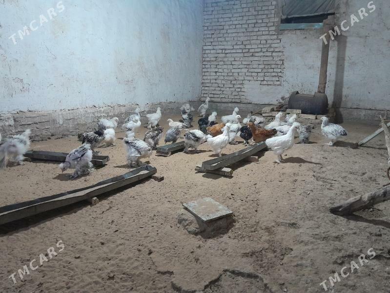 jüýje paroda - Мургап - img 2