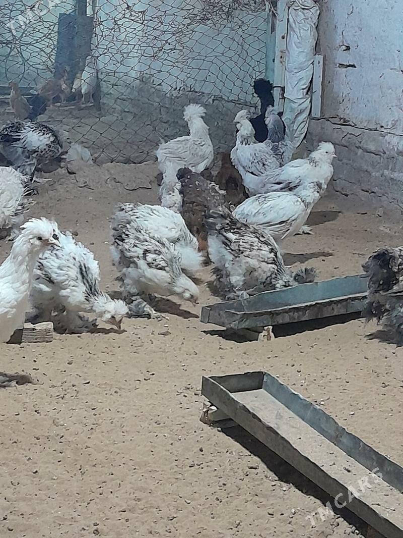 jüýje paroda - Мургап - img 3