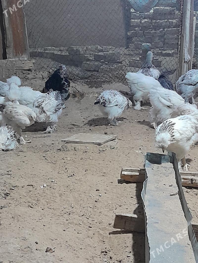 jüýje paroda - Мургап - img 4