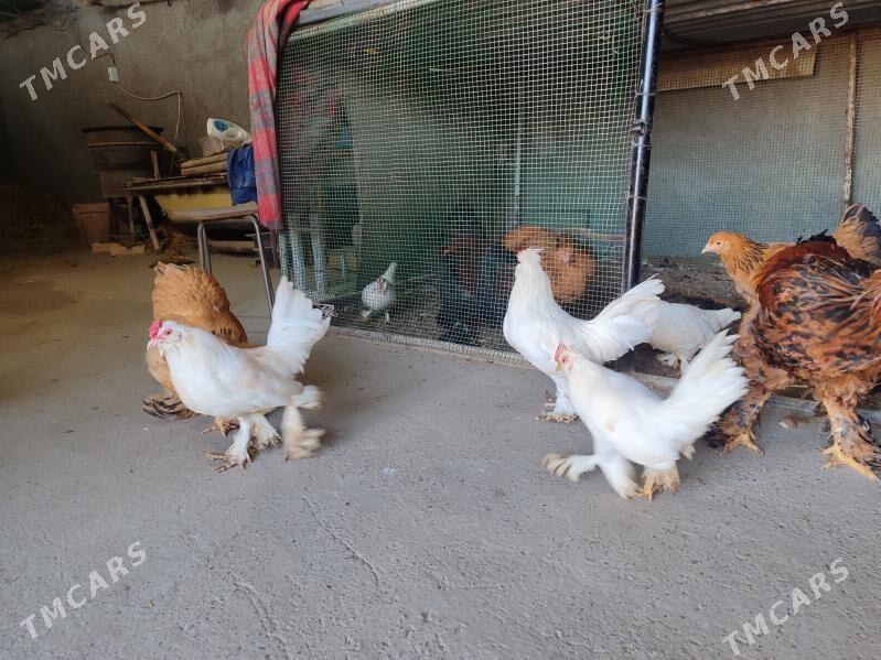 7 саны япончик 5 саны бравма - Туркменабат - img 3