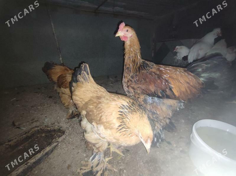 7 саны япончик 5 саны бравма - Туркменабат - img 5