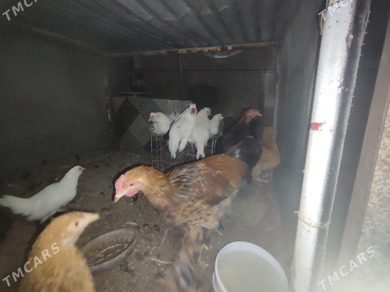 7 саны япончик 5 саны бравма - Туркменабат - img 6