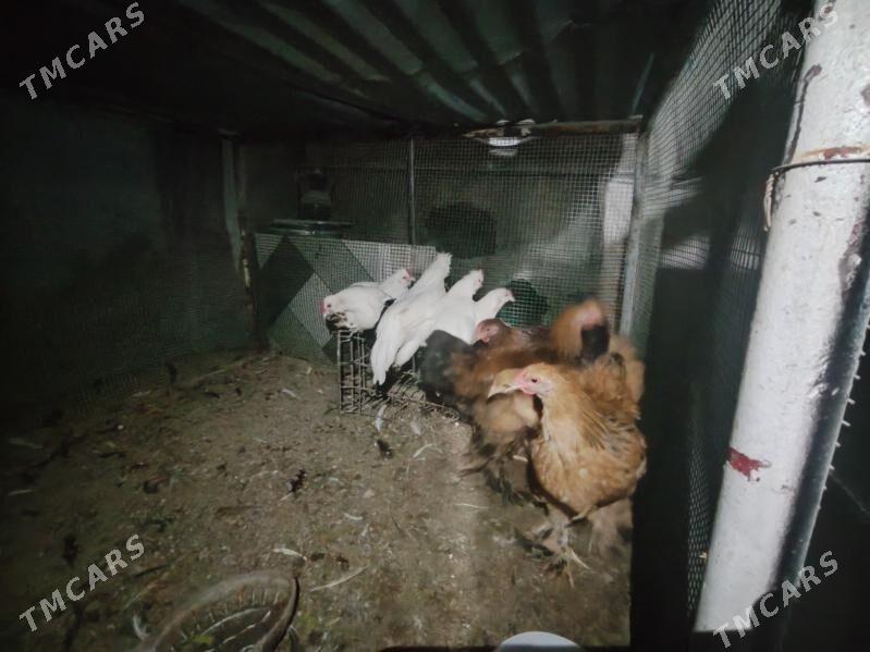 7 саны япончик 5 саны бравма - Туркменабат - img 8