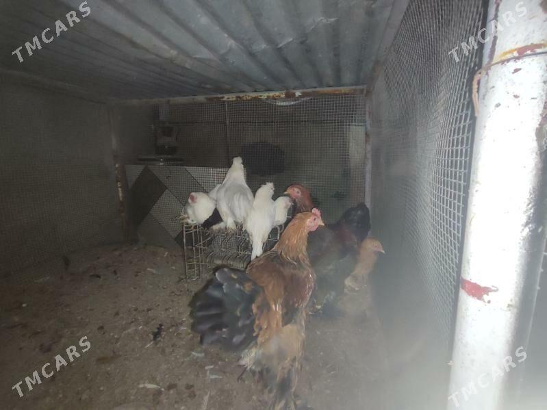 7 саны япончик 5 саны бравма - Туркменабат - img 7