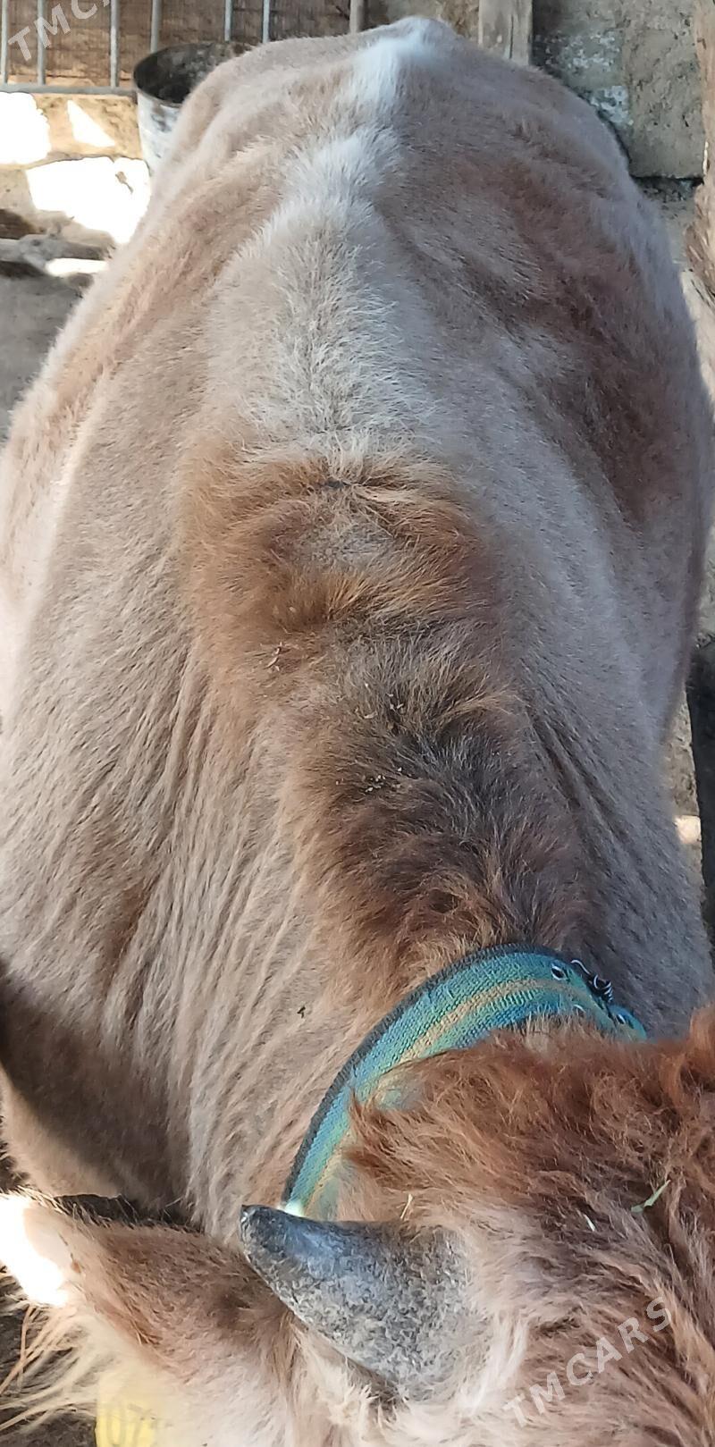 Tohum öküz - Анев - img 2