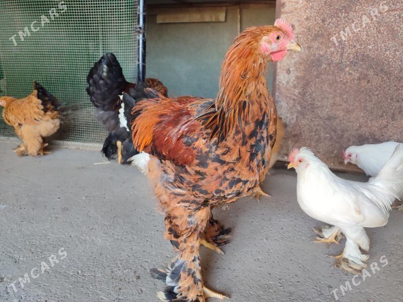 7 саны япончик 5 саны бравма - Туркменабат - img 4