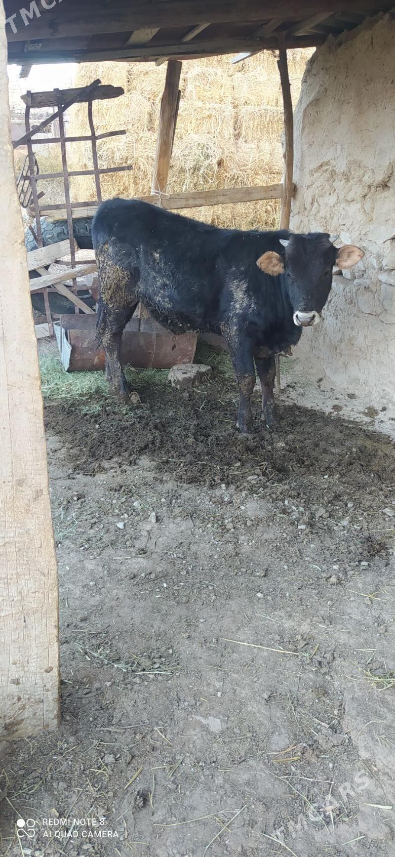 öküz - Bäherden - img 2