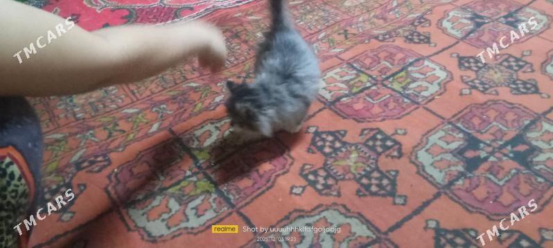 pişik - Дашогуз - img 4