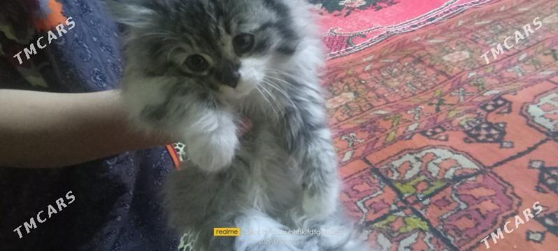 pişik - Дашогуз - img 3