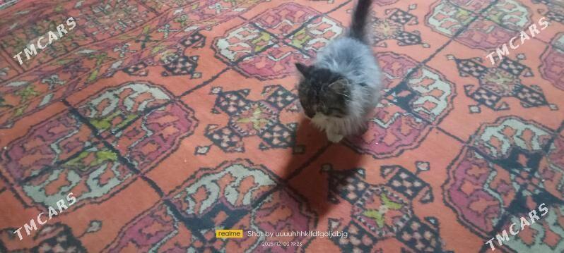 pişik - Дашогуз - img 5