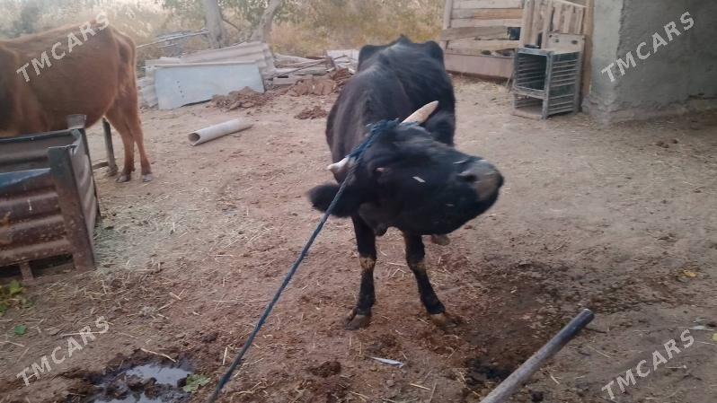 goleli sygyr - Baýramaly - img 3