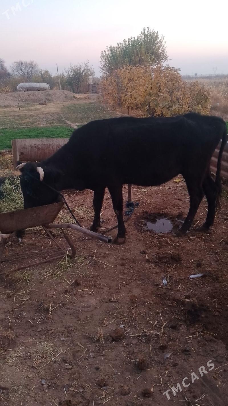 goleli sygyr - Baýramaly - img 2