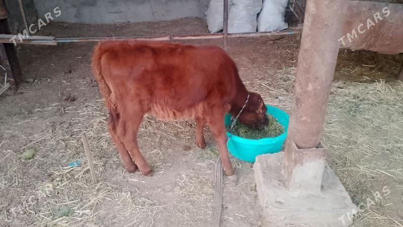 goleli sygyr - Baýramaly - img 5