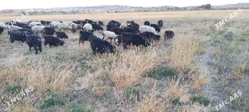 goyun geci cewiş - Бахарден - img 2