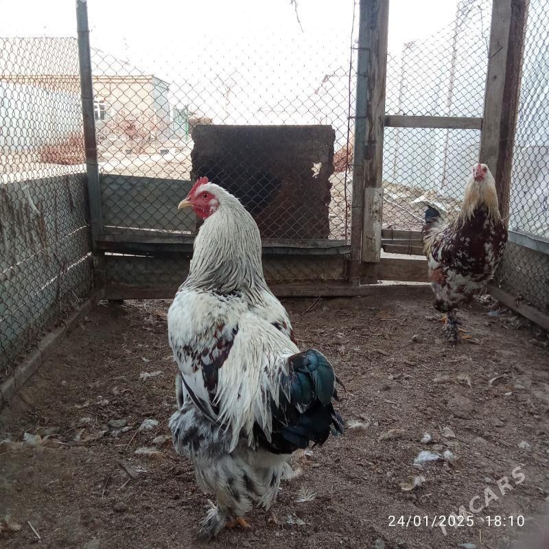 balgar towuk - Гёкдепе - img 2