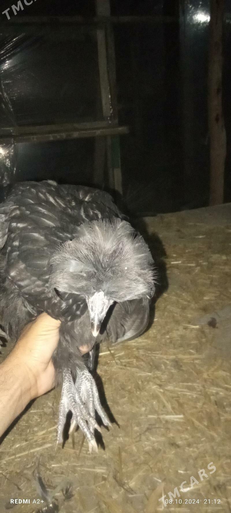 balgar towuk - Гёкдепе - img 3