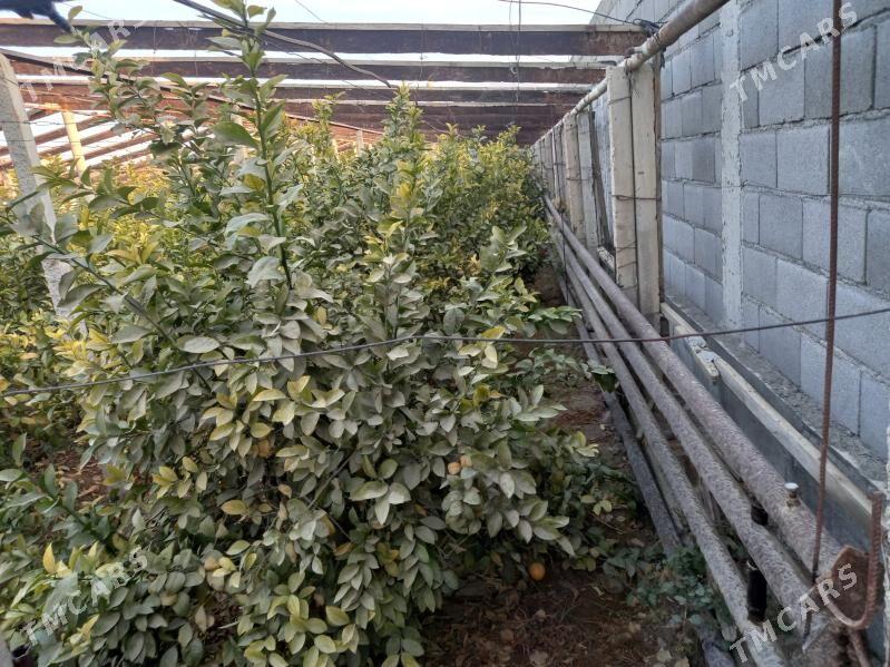 limon bagy - Гёкдепе - img 3