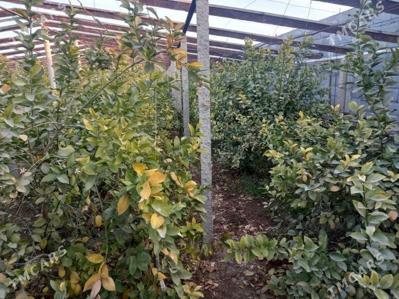 limon bagy - Гёкдепе - img 5