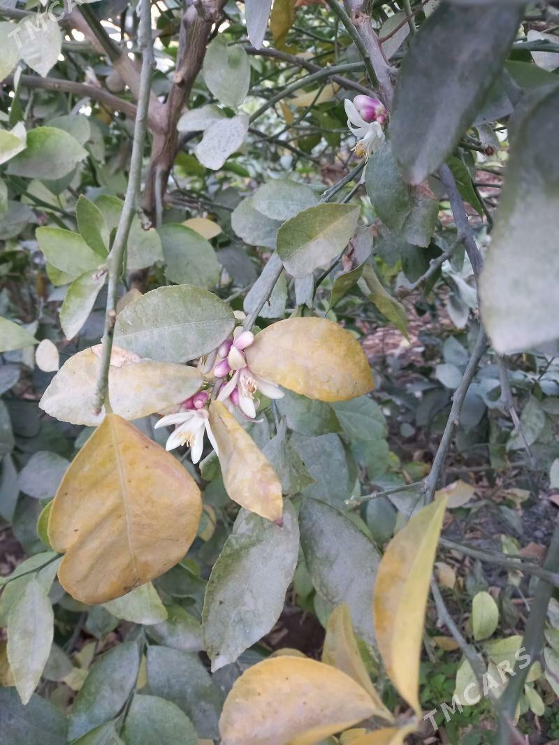 limon bagy - Гёкдепе - img 1