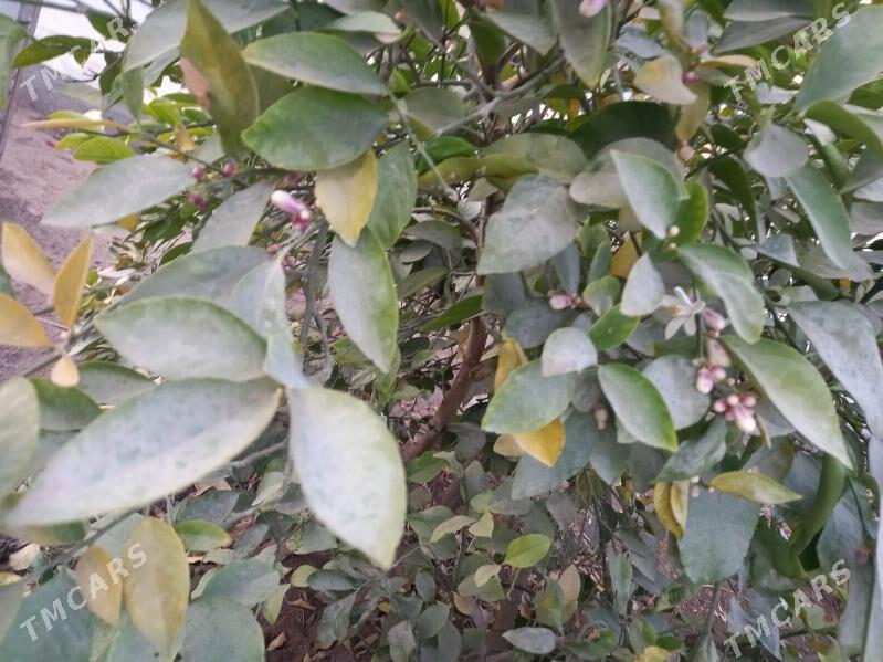 limon bagy - Гёкдепе - img 2