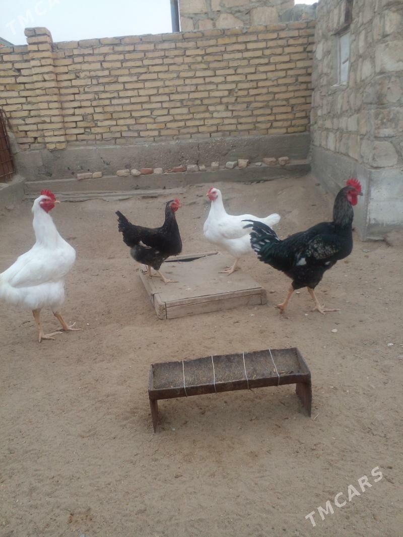 gigant yumurtga - Гумдаг - img 2