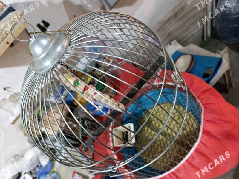 папугаи - Ашхабад - img 9