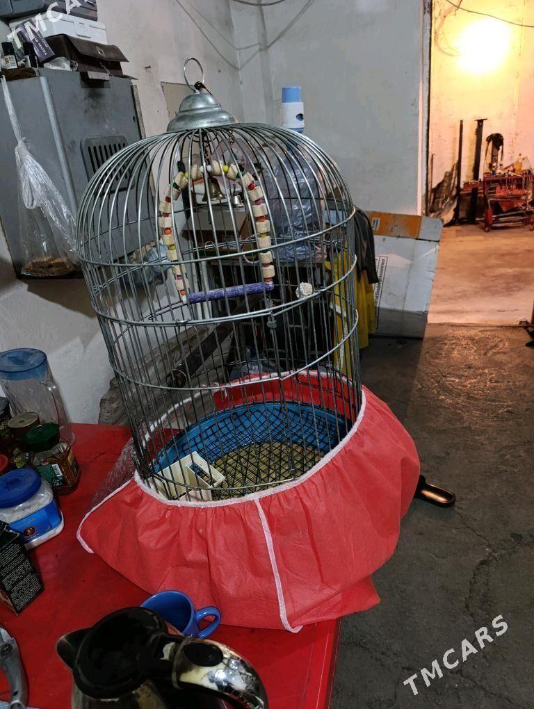 папугаи - Ашхабад - img 7