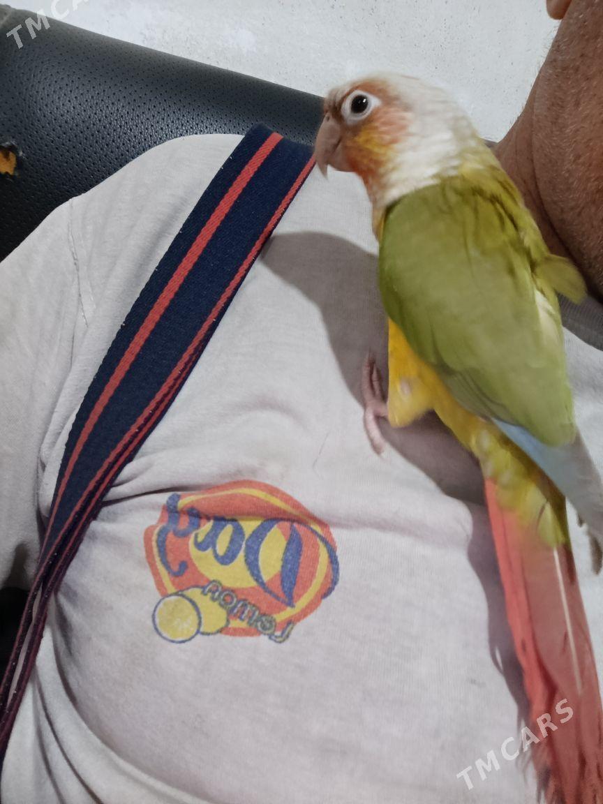 папугаи - Ашхабад - img 3