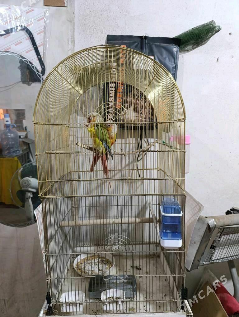 папугаи - Ашхабад - img 6