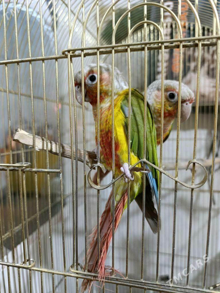 папугаи - Ашхабад - img 4