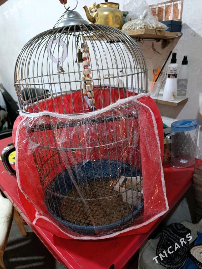 папугаи - Ашхабад - img 8