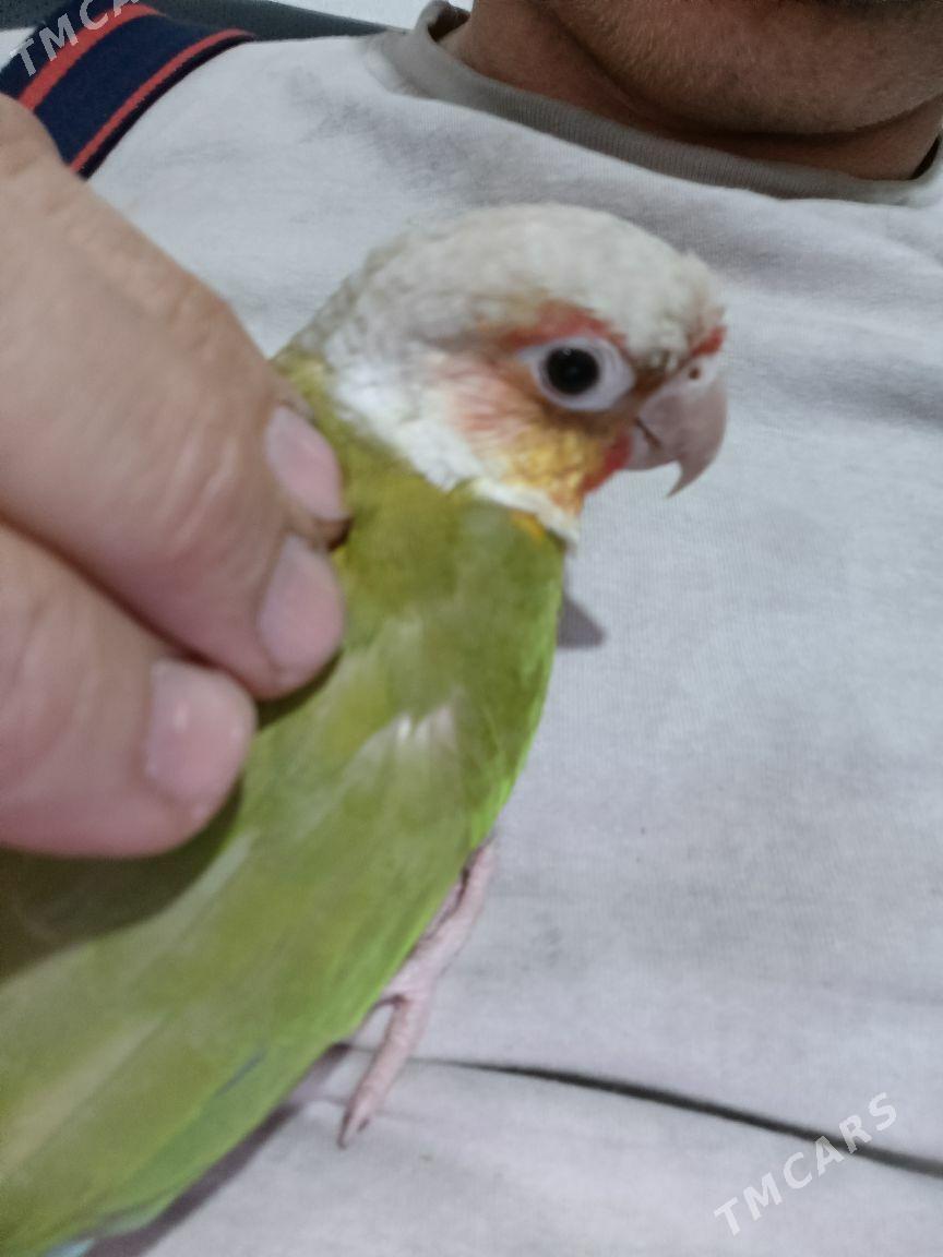 папугаи - Ашхабад - img 2