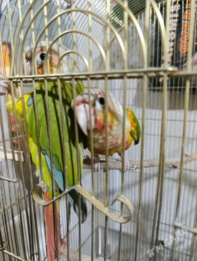 папугаи - Ашхабад - img 5