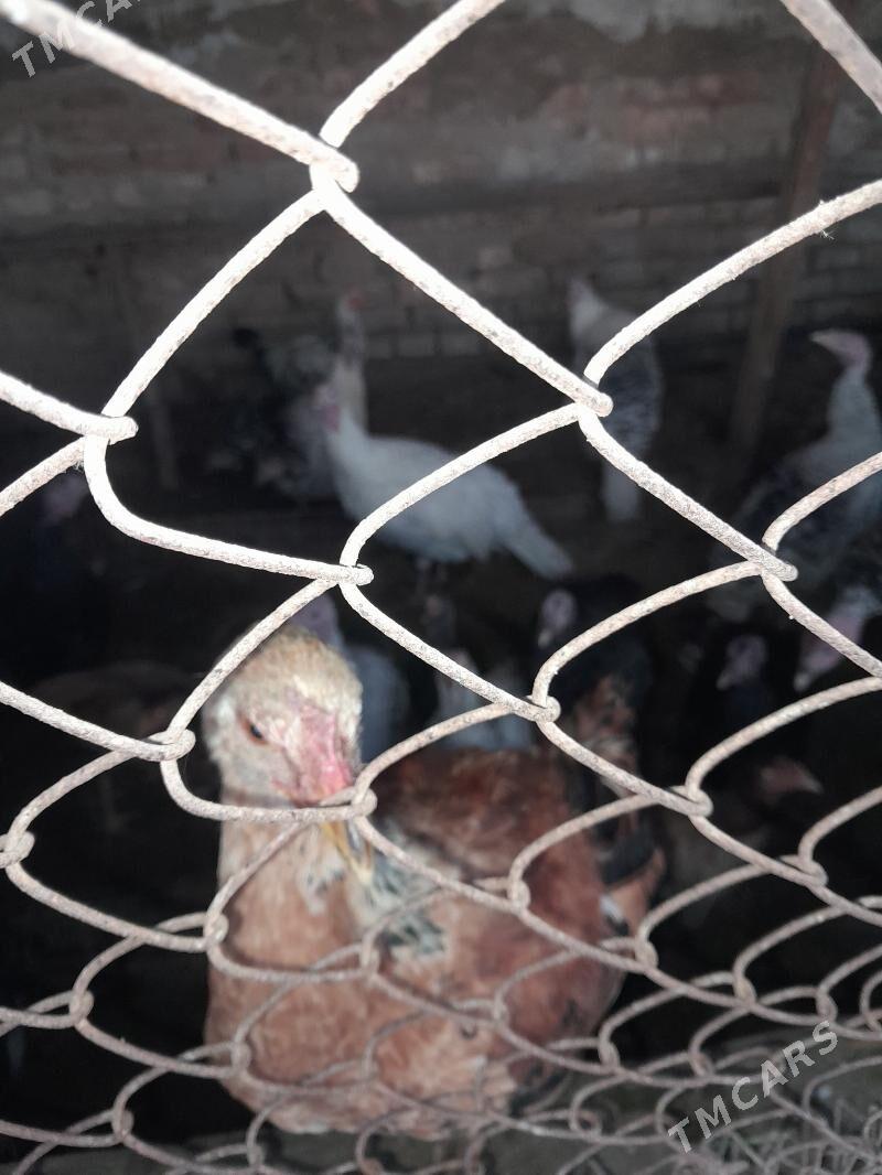 Induk .towuk juyje horaz - Бабадайхан - img 2