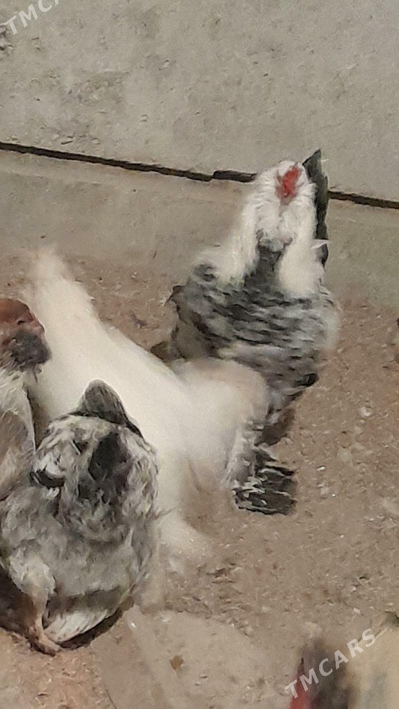 baron towuk - Гёкдже - img 2