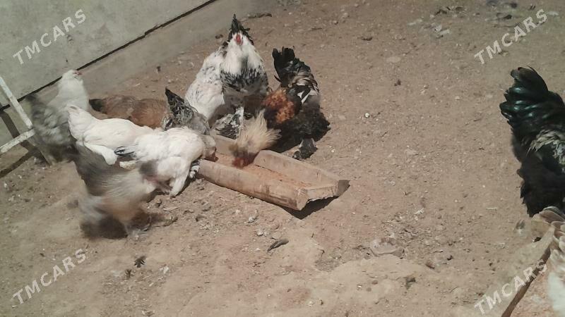 baron towuk - Гёкдже - img 1