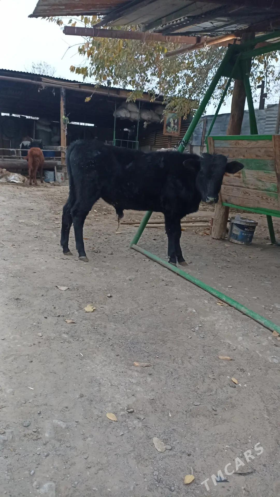 okuzçe - Бузмеин - img 5