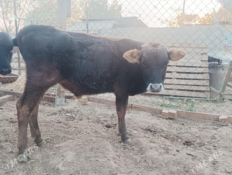 okuzçe - Бузмеин - img 1