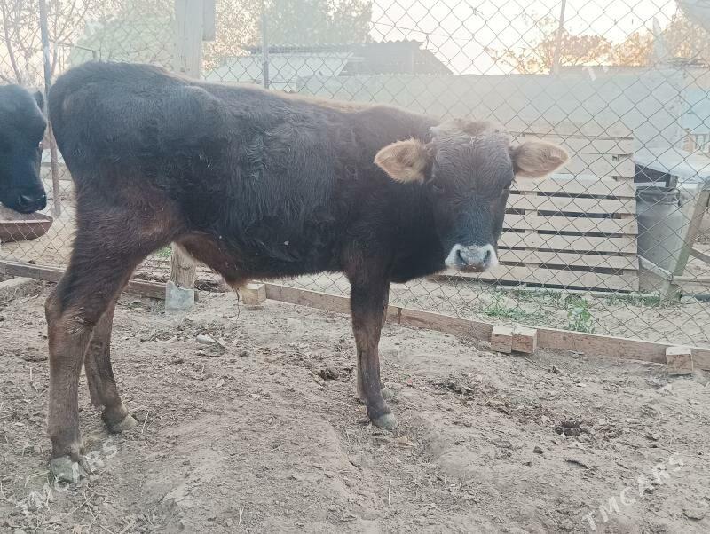 okuzçe - Бузмеин - img 2