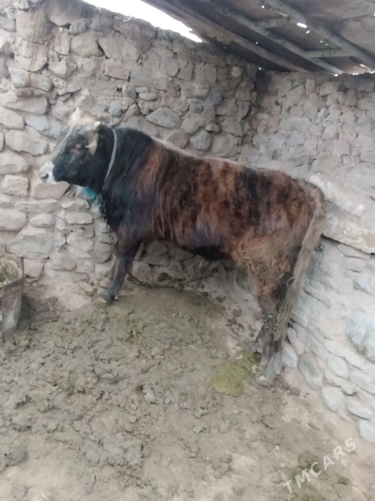 öküz - Гызыларбат - img 3