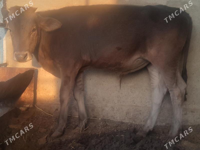 okuz - Багир - img 2