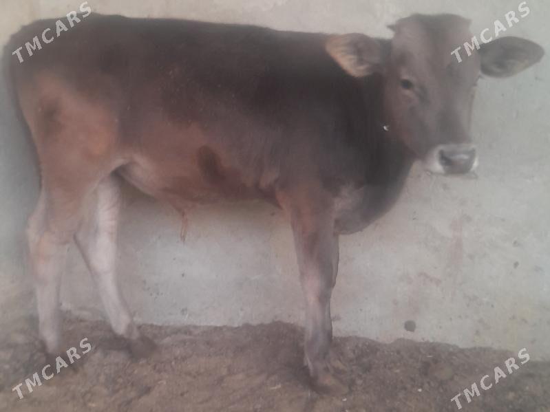 okuz - Багир - img 3